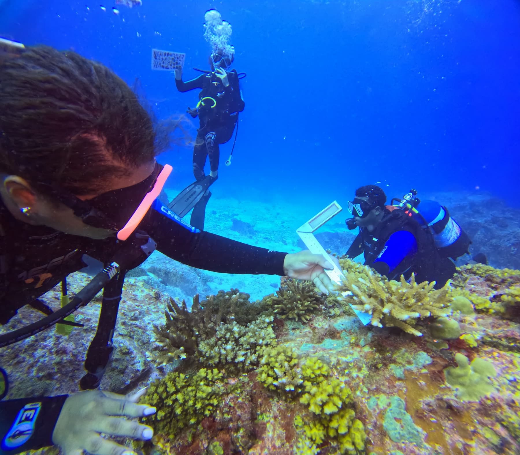 Learning on the Reef