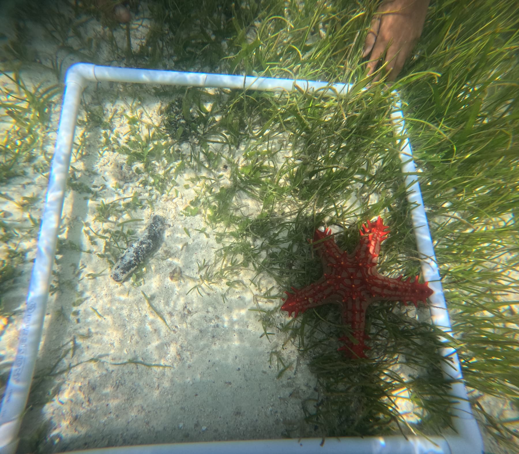 A S.T.O.P diver on a reef off Praslin, Seychelles