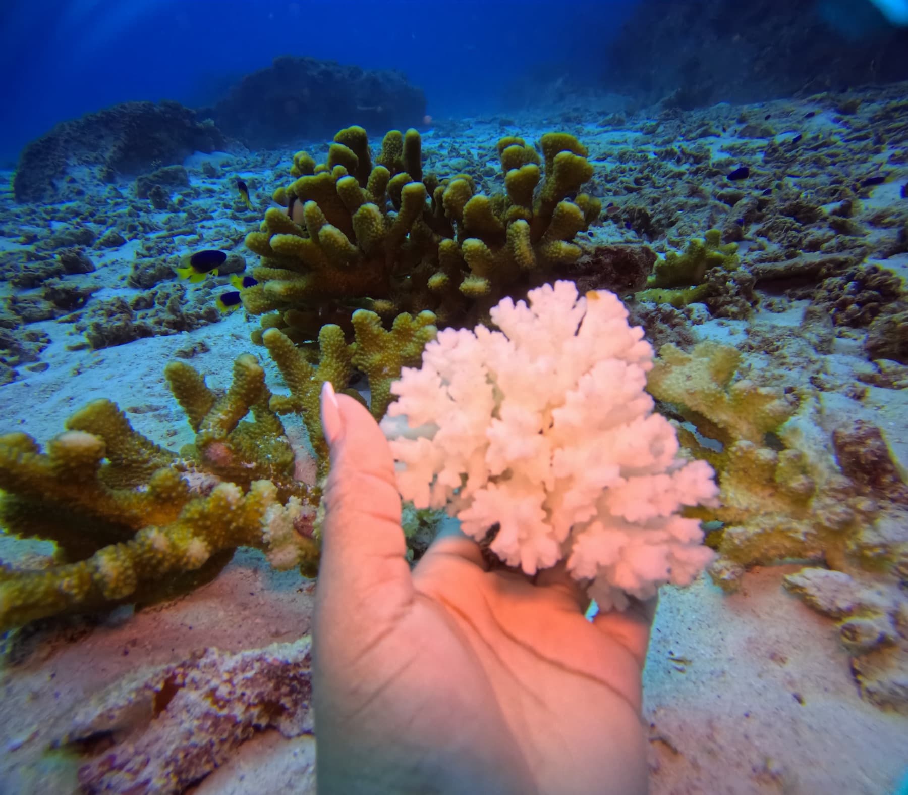 A reef section monitored by S.T.O.P off Praslin, Seychelles